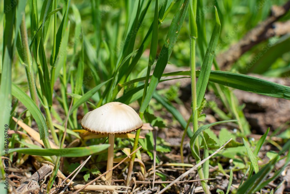 A small white mushroom grows in the grass A small white mushroom grows in the grass
