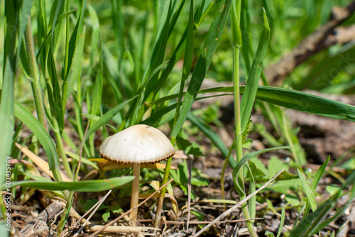 A small white mushroom grows in the grass