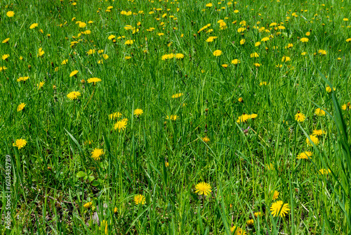 A large number of dandelions in the grass