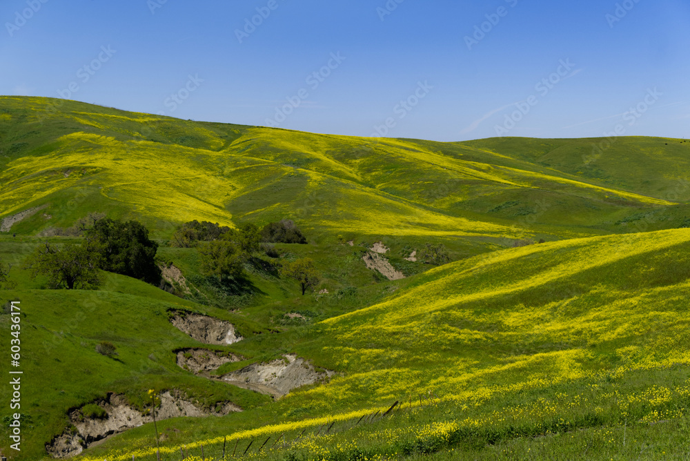 Mustard Hills