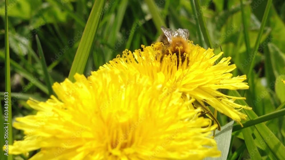 Bumblebee in yellow dandelion pollen. A yellow dandelion blooms beautifully and a bumblebee collects honey from the flower Bumblebee in yellow dandelion pollen. A yellow dandelion blooms beautifully and a bumblebee collects honey from the flower