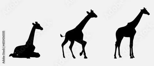 isolated black silhouette of a giraffe , vector collection