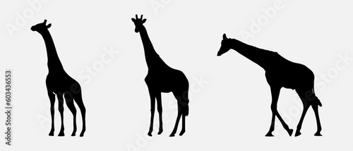 isolated black silhouette of a giraffe   vector collection