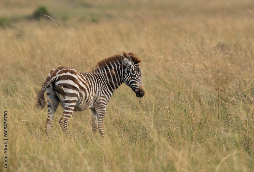Obraz premium Oxpecker feeding insect on Zebra at Masai Mara, Kenya