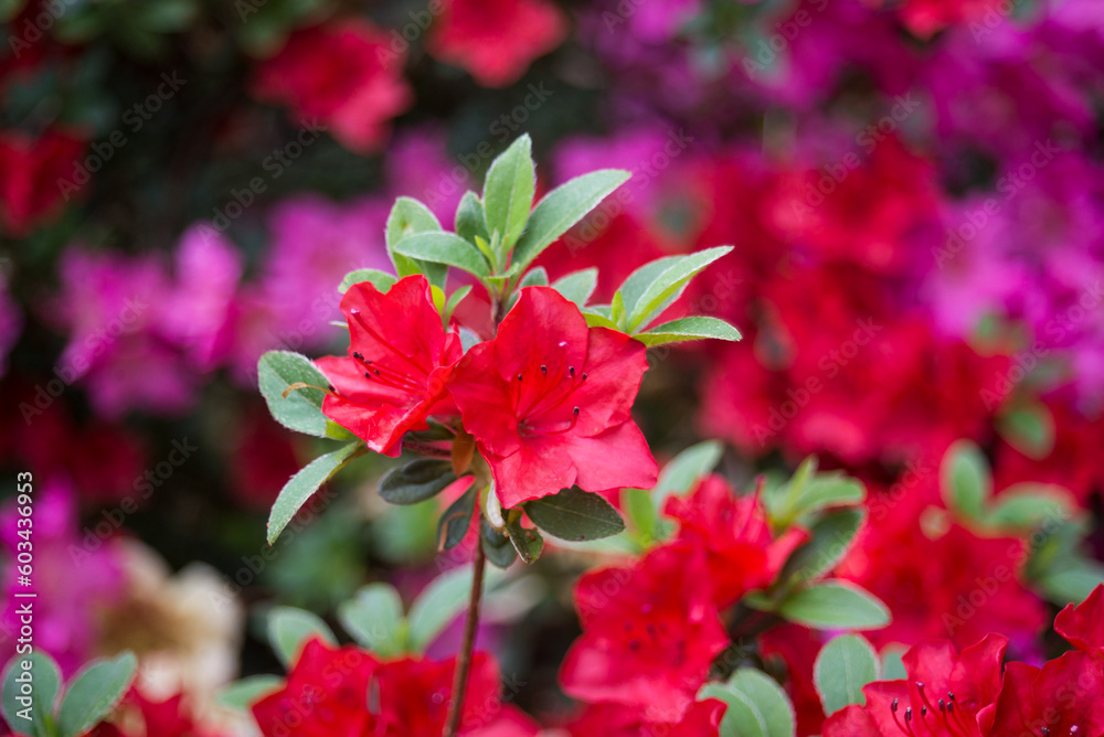 Fototapeta premium Closeup of red .rhododendron flowers in a public garden