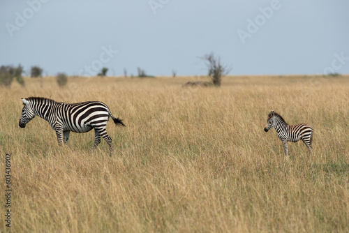 Zebra with foal in Savannah grassland  Masai Mara