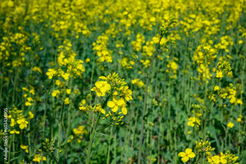 Rapsblüte mit Kohlschotenmücke