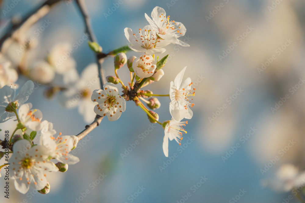 Frühlingserwachen - weiße Blüten eines Baumes vor blauem Hintergrund Frühlingserwachen - weiße Blüten eines Baumes vor blauem Hintergrund