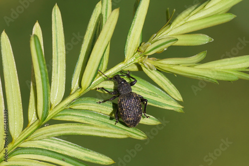 Black vine weevil (Otiorhynchus sulcatus) on a twig of a yew. Tribe Otiorhynchini. Subfamily Broad-nosed Weevils (Entiminae). Family Curculionidae. Spring, Dutch garden. photo