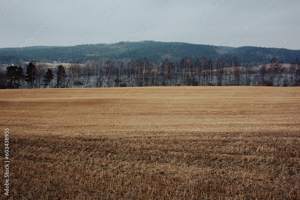 a field with trees and a hill in the background
