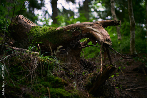a fallen tree in the middle of a forest