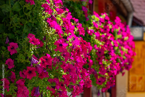 pink petunia on the city street © fotomaster