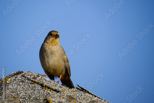 California Towhee photo