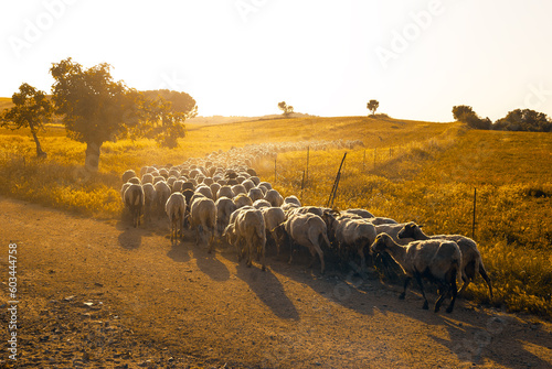 Fototapeta Gregge di pecore al pascolo, Sardegna, Italia