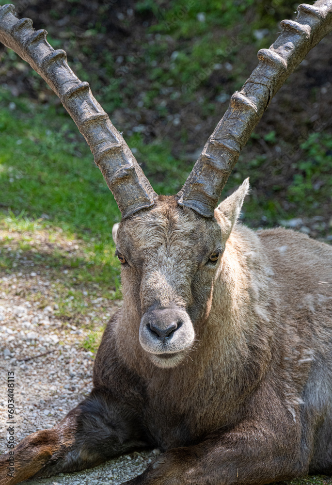 Alpensteinbock in Österreich Alpensteinbock in Österreich