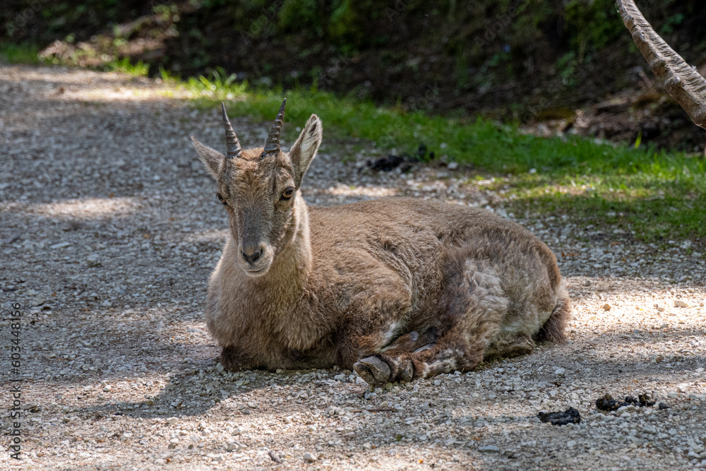 Alpensteinbock-Kitz in Österreich
