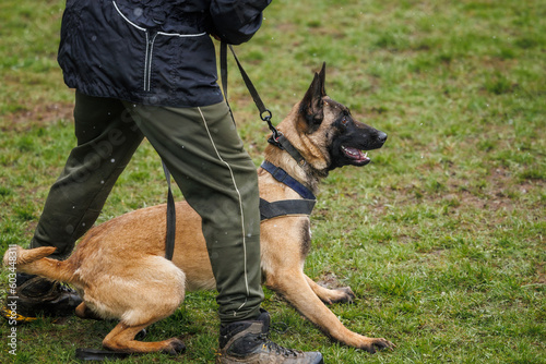 Belgian malinois dog. Animal trainer doing obedience training with his shepherd dog outdoors