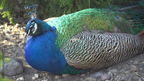 Colored peacock rest and sleep with feathers and spreads peacock tail. Exotic bird in the wild. Ornithology