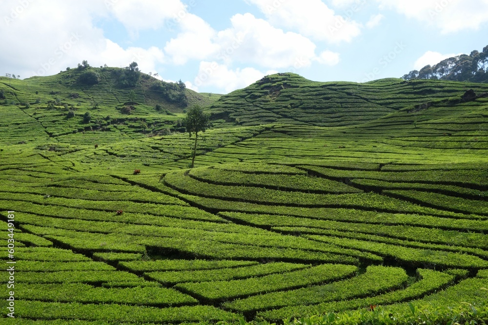 Teeplantage in Indonesien