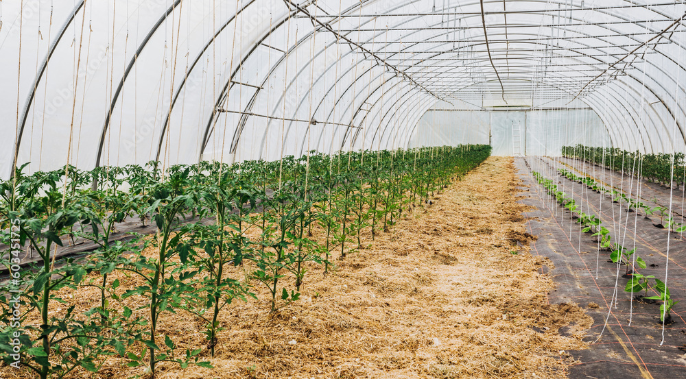 nachhaltiger biologischer landwirtschaftlicher Anbau von Tomaten im