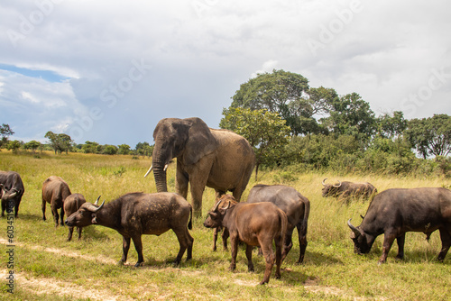 Members of big five African animals  elephant and buffalo walking together in savannah in African open vehicle safari in Zimbabwe  Imire Rhino   Wildlife Conservancy