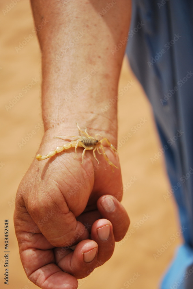 Scorpion on a mans hand in Morocco in the desert