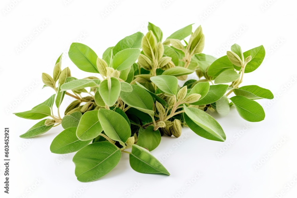 Naklejka premium Soybean bush closeup isolated on white background. Cultivation and production of soy products. Generative AI