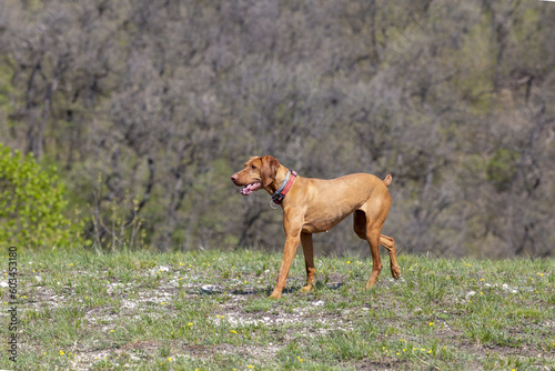 Fototapeta Naklejka Na Ścianę i Meble -  Vorstehhund, Drahthaariger Ungarischer Vorstehhund, Vizsla