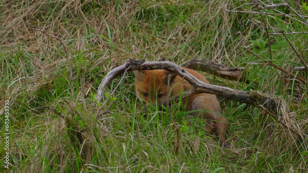 Red fox cub playing with a dead branch Red fox cub playing with a dead branch