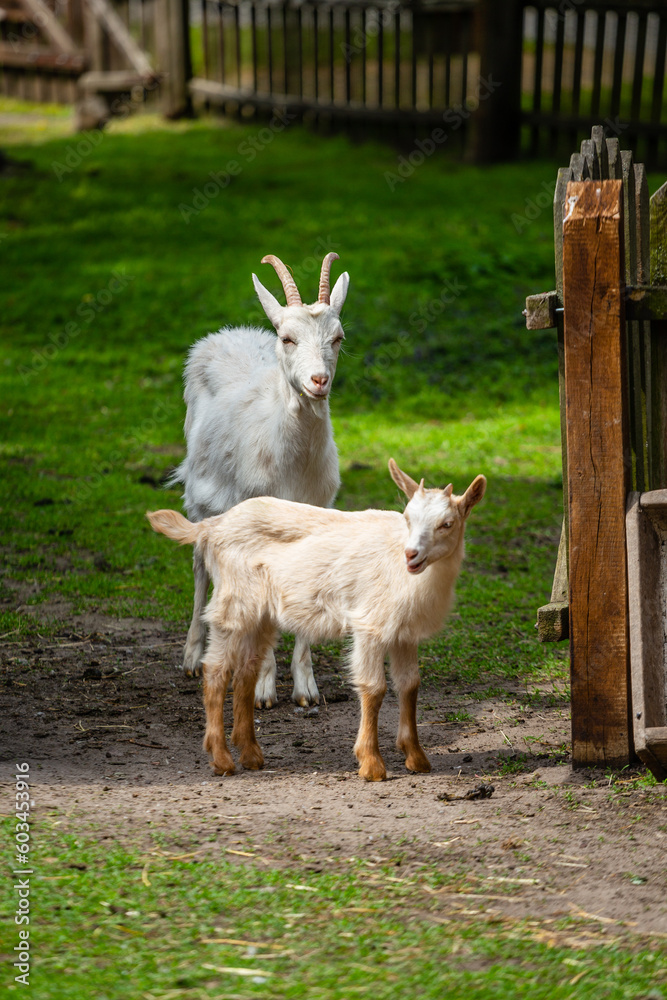 Fototapeta premium Kozy domowe