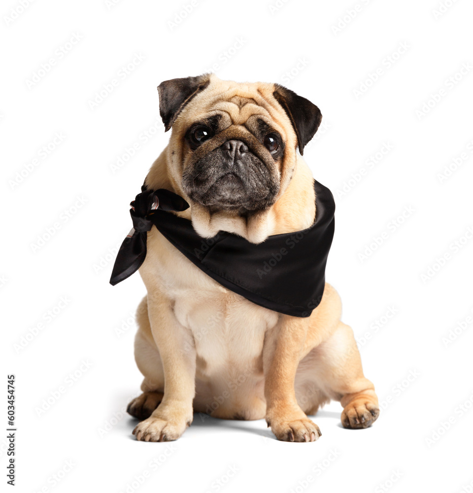 Cute pug in a black scarf around his neck on a white background.