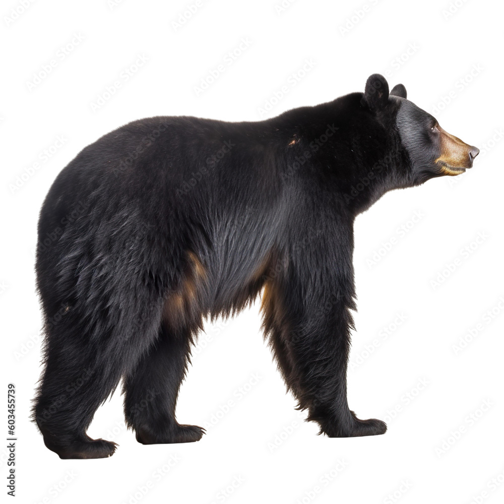 Fototapeta premium side view of animal American black bear running on transparent background, Generative Ai