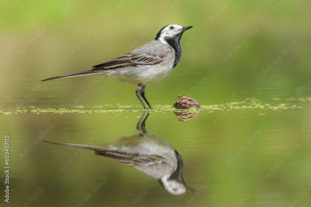 white wagtail