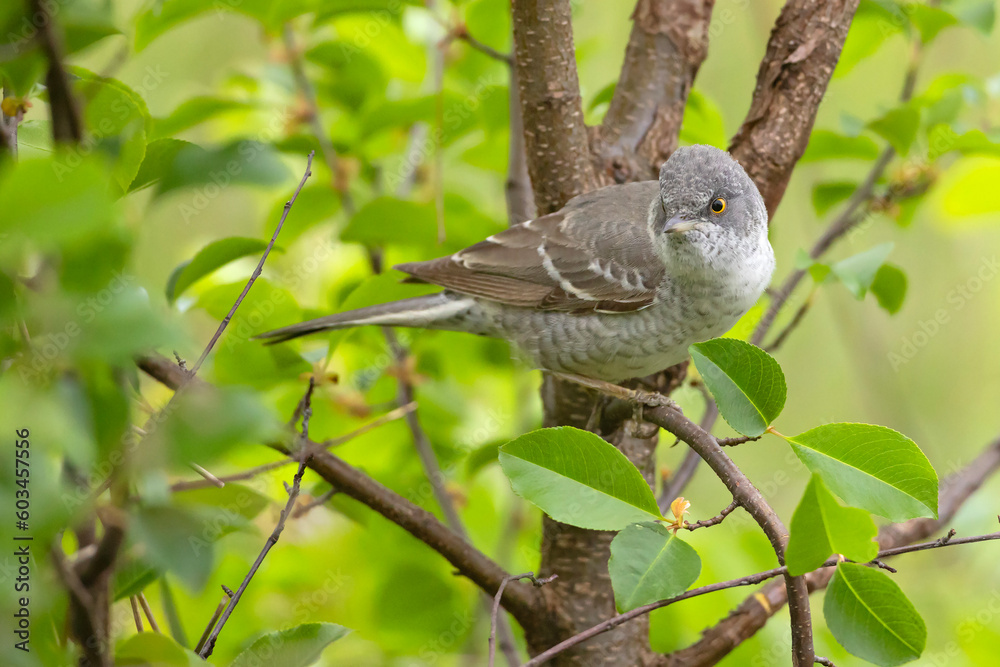 Fototapeta premium Jarzębatka, pokrzewka jarzębata, gajówka jarzębata (Curruca nisoria)
