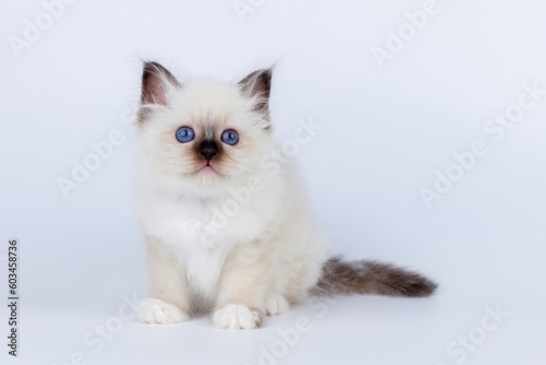 Sacred Birman Cat, birma kitten on a white background