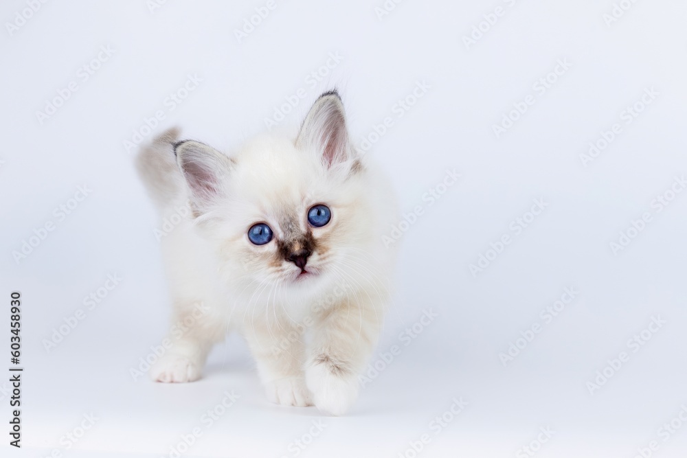 Sacred Birman Cat, birma kitten on a white background Sacred Birman Cat, birma kitten on a white background