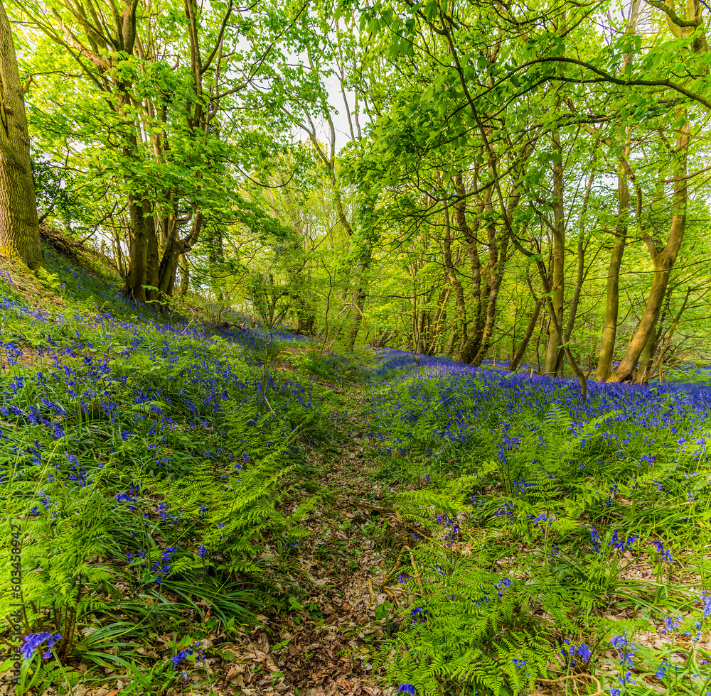 A view of Bluebells lining the sides of a trench in Badby Wood, Badby, Northamptonshire, UK in summertime A view of Bluebells lining the sides of a trench in Badby Wood, Badby, Northamptonshire, UK in summertime