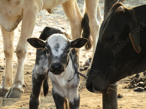 Mother cow face watching over her tiny newborn calf lying in the meadow. photo