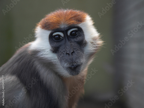 Close up front portrait of white collared mangabey