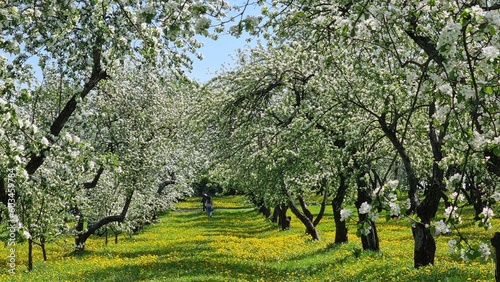 orchard in spring