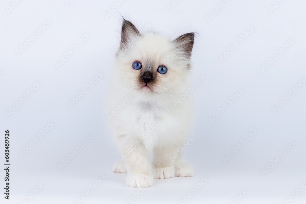Sacred Birman Cat, birma kitten on a white background Sacred Birman Cat, birma kitten on a white background