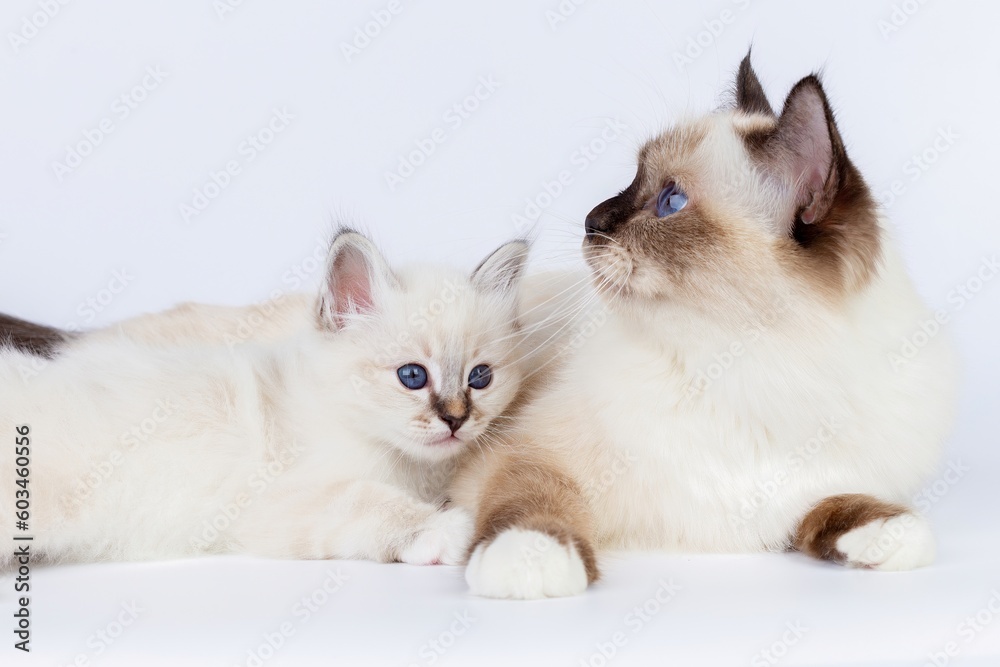 Sacred Birman Cat with birman kitten on a white background Sacred Birman Cat with birman kitten on a white background