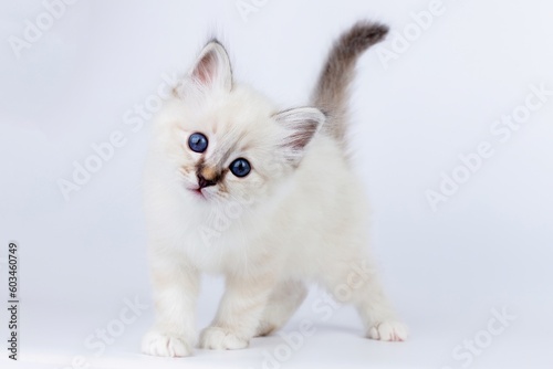 Sacred Birman Cat, birma kitten on a white background