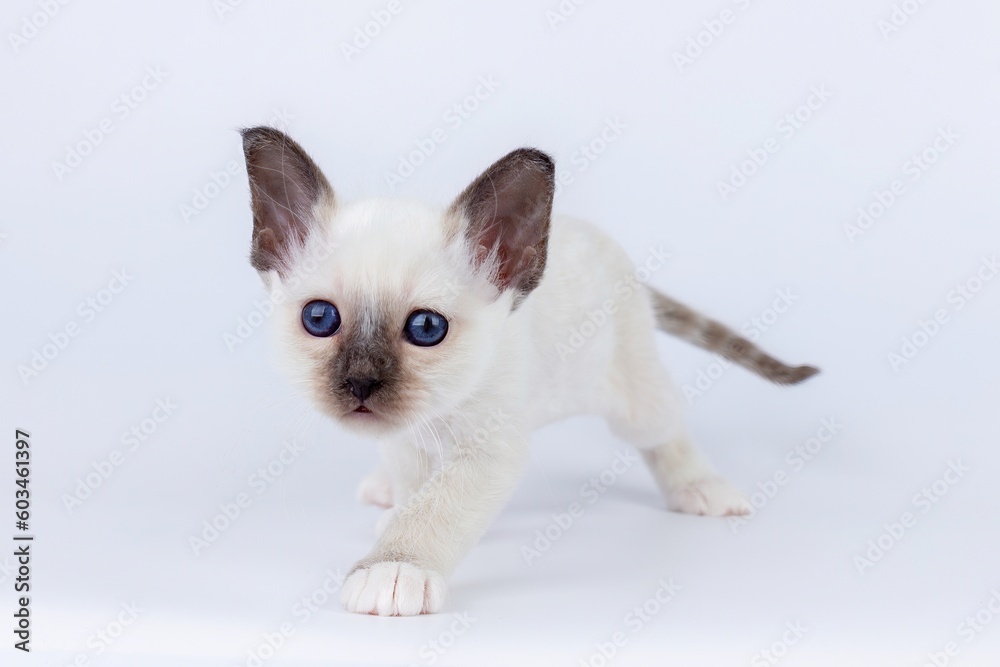 shorthair kitten with blue eyes on a white background