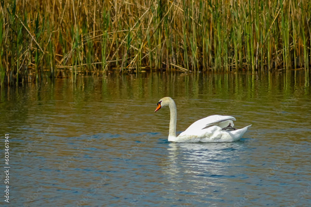 custom made wallpaper toronto digitala white swan (Cygnus olor), floating near a thicket of reeds