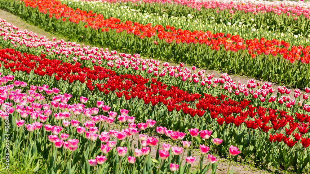 Fresh beautiful multi-colored tulips bloom in sunshine. Nature park, spring and summer, beauty and care