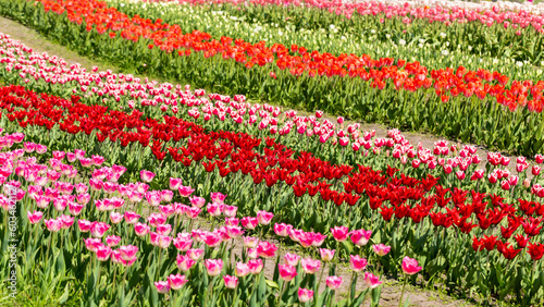 Wallpaper Mural Fresh beautiful multi-colored tulips bloom in sunshine. Nature park, spring and summer, beauty and care Torontodigital.ca