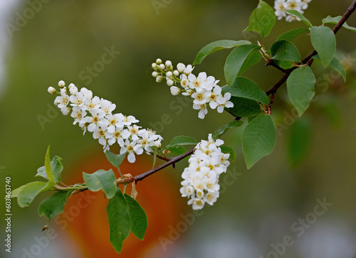European bird cherry branch with white flowers