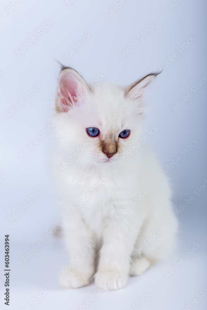 Sacred Birman kitten on a white background isolated