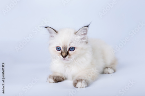 Sacred Birman kitten on a white background isolated